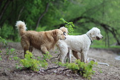 Dogs at Meeker Island dog park