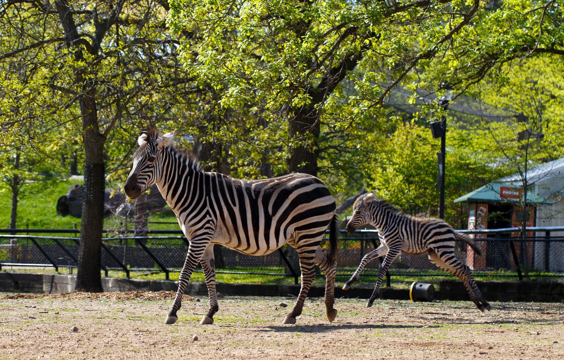 Baby zebra at Como Zoo