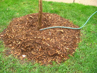 Base of tree surrounded by mulch being watered by a hose