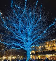Tree in Rice Park lit with blue holiday lights.