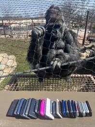 Gorilla looking at cell phones