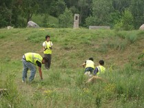 Volunteers in yellow safety vests pulling invasive weeds in a prairie at Swede Hollow Park