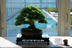 Bonsai plant at Como Zoo and Conservatory