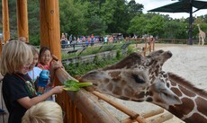 Camp Como - youth feeding a giraffe 