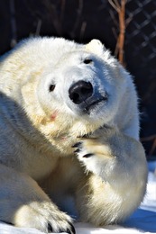 Polar bear glam shot 