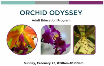 Orchid Odyssey program