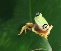 close up of a small frog on a leaf looking at the camera