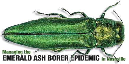 emerald ash borer insect; text