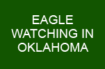 Eagle Watching in Oklahoma
