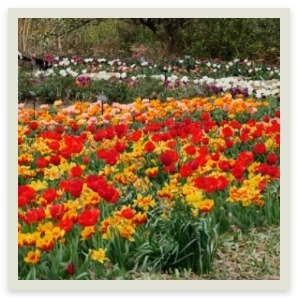 Tulip Festival