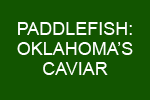 Paddlefish