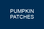 PUMPKIN PATCHES