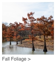 Fall Foliage