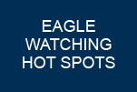 EAGLE WATCHING