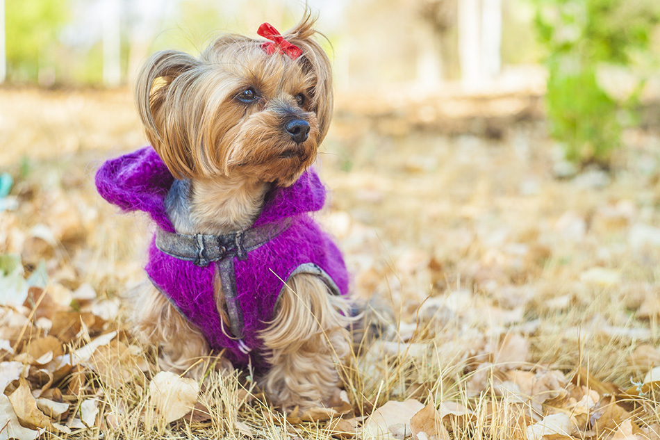 Dog Wearing Jacket in Winter Weather Pets Info