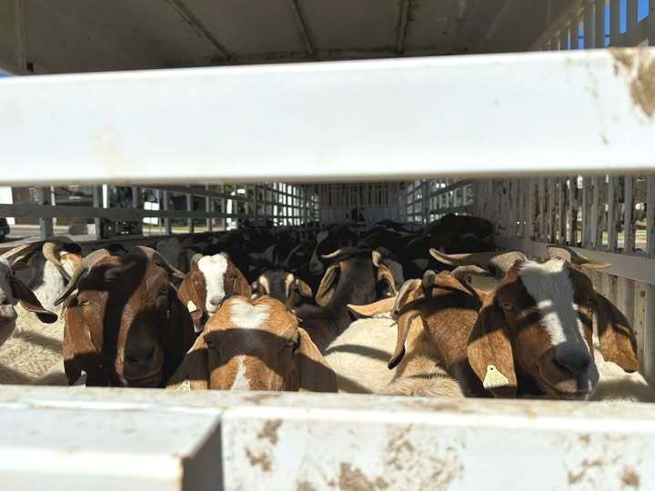 Goats and Goatscaping at City Parks