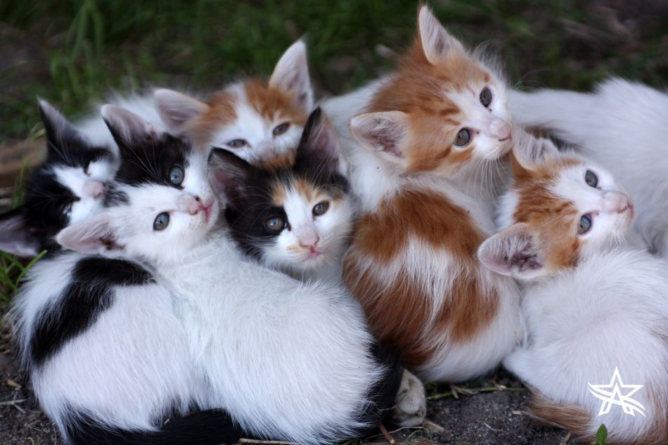 Kittens
