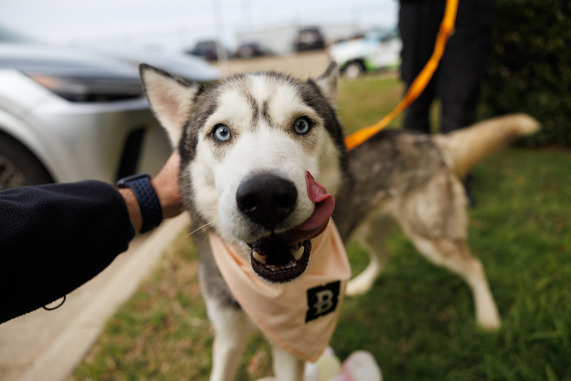 Adorably fluffy husky getting close to the camera