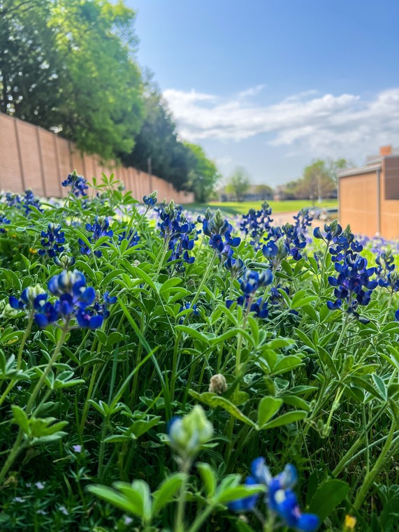Bluebonnets