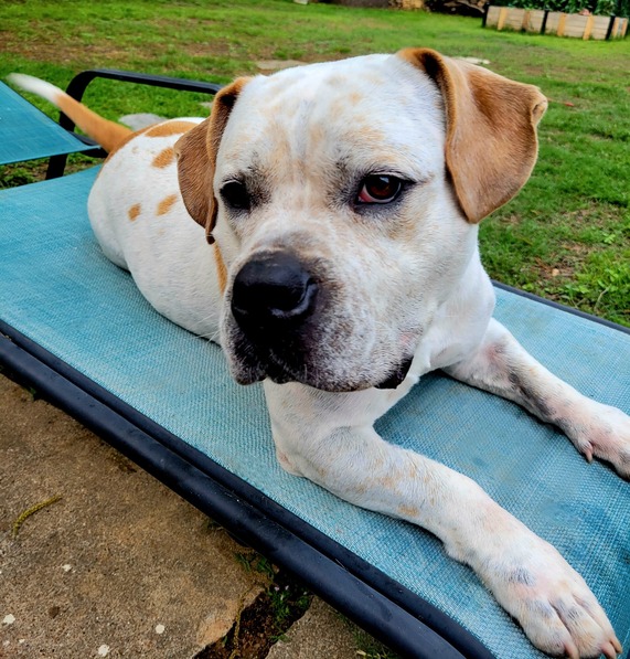 Marshall Marshmallow the dog sits on a lawn chair