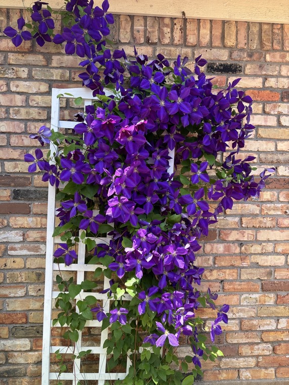 Clematis blooming purple flowers on a lattice