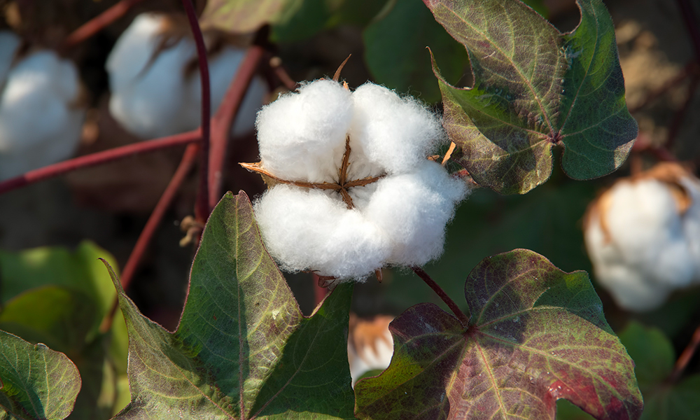 Cotton growing in the field