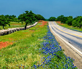wildflower road