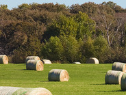 Ranching