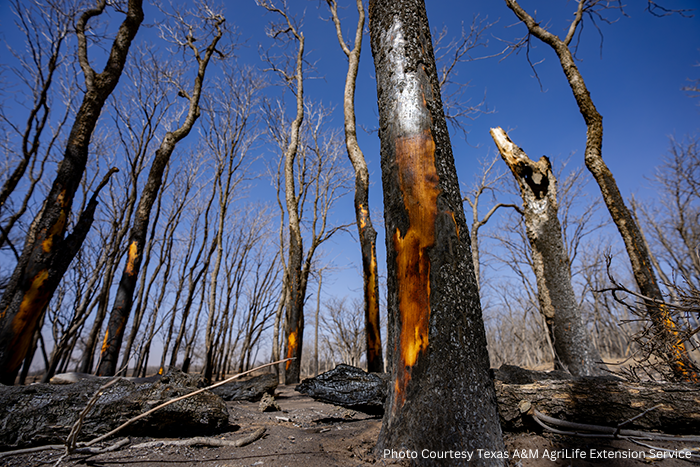 Texas Wildfire Photo