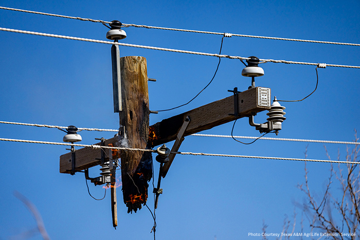 Wildfire Photo