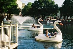Fair Park Swan