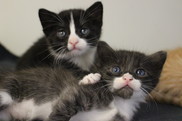 Kittens