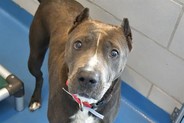Amelia: A large grey pit scared in the shelter