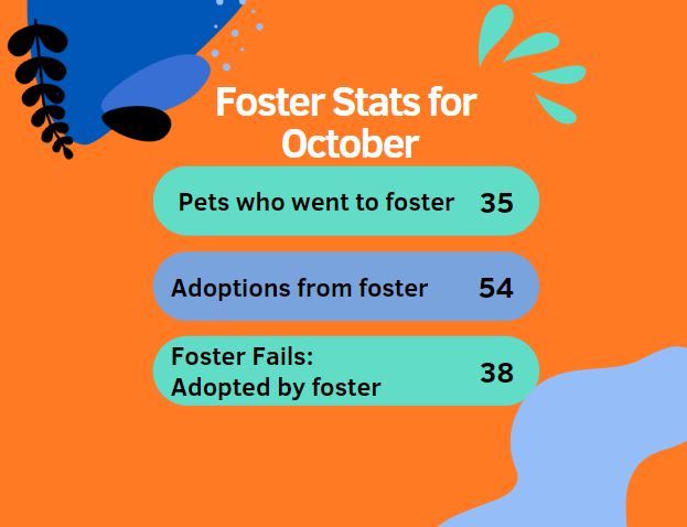 Foster stats for October 