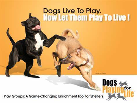Dogs play for life logo