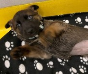 Puppy on Blanket