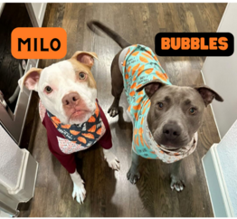 Milo and Bubbles