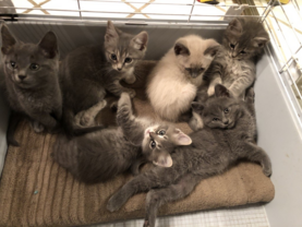 Kitten Litter