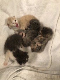 baby kitten litter