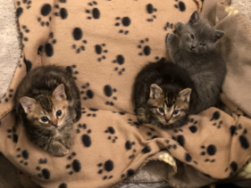 Litter of 3 kittens