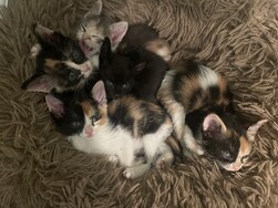 Litter of 5 kittens