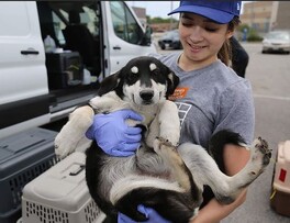 Whitney Fang Transporting Puppy