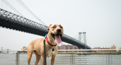Dog in New York 
