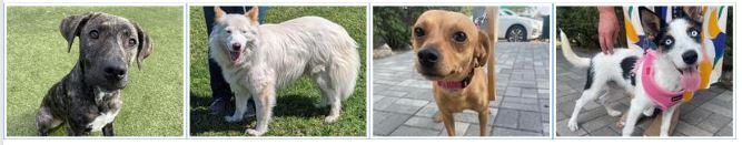 Tagged dogs that are now living in NYC! 