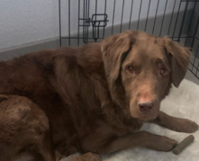 Newton Tagged from DAS