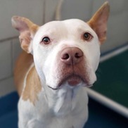 Ralow A1184051 Heartworm (-)