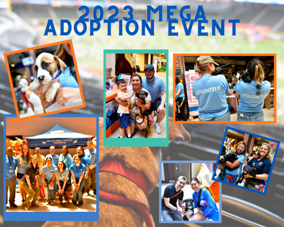 Mega Adoption Event Collage