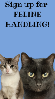 Feline Handling 