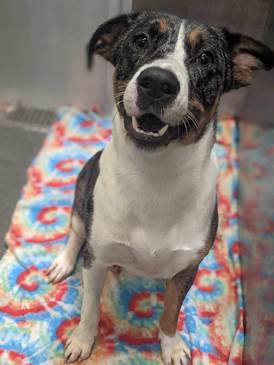 A1186941 Angelina Jolie 