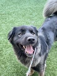 A1185874   ABRACADABRA